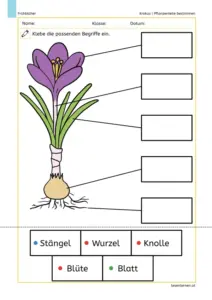 Arbeitsblatt „Krokus | Pflanzenteile bestimmen“: Krokus mit Pfeilen zu fünf Kästchen; Begriffe (Stängel, Wurzel, Knolle, Blüte, Blatt) werden ausgeschnitten und passend eingeklebt.